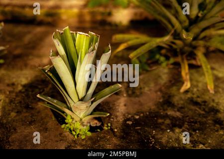 Junge Ananaspflanze im Gewächshaus auf den Azoren. Stockfoto