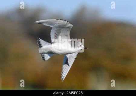 Sabines Möwe - Xema-Sabini Stockfoto