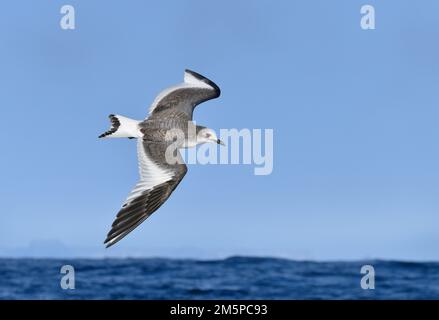 Sabines Möwe - Xema-Sabini Stockfoto