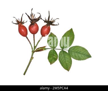 Sherards Downy-Rose - Rosa Sherardii Stockfoto