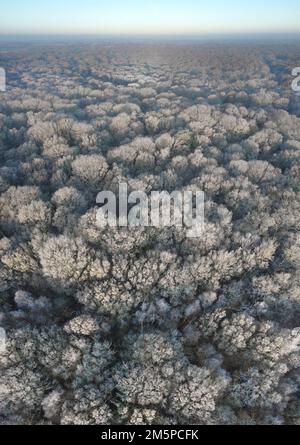 Laubwälder im Winter - Hoar Frost Stockfoto