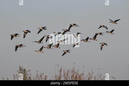 White-fronted goose, Anser albifrons Stockfoto