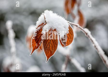 Schnee liegt auf Blättern, mit geringer Schärfentiefe Stockfoto