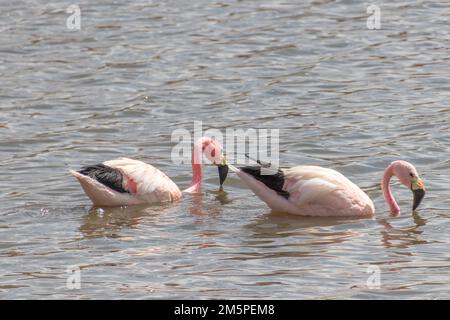 Zwei pinkfarbene Flamingos baden im Fluss Putana in der Nähe der Geysire Tatio in der Atacama-Wüste in Chilec Stockfoto