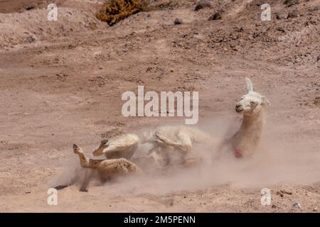 Lama glama spielt im Sand mitten in Atacama, der trockensten Wüste der Welt Stockfoto