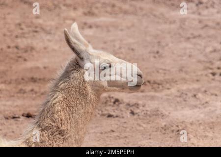 Das Porträt eines jungen lama glama, der in Atacama, der trockensten Wüste der Welt, überquert wurde Stockfoto