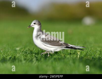 Sabines Möwe - Xema-Sabini Stockfoto