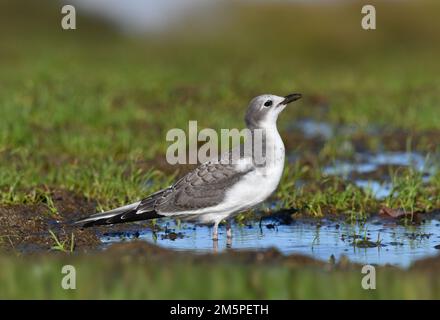 Sabines Möwe - Xema-Sabini Stockfoto