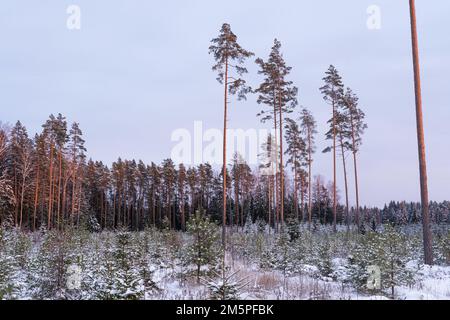 Bewirtschaftete junge Nadelwälder mit schottischen Kiefern und Stintdorsch und einigen Samenbäumen im Hintergrund an einem Winterabend in Estland Stockfoto