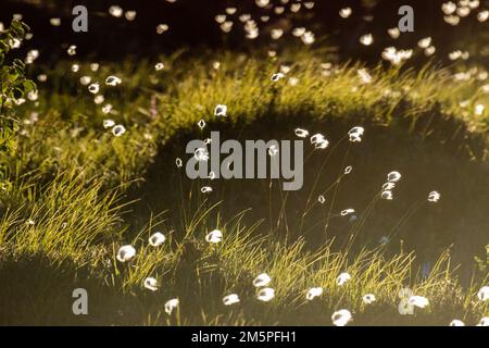 Lumbalkotongras an einem wunderschönen Sommerabend im Riisitunturi-Nationalpark, Finnland Stockfoto