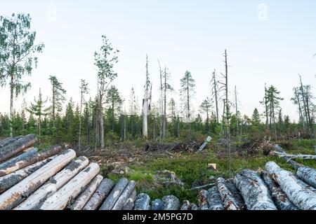 Ein Stapel Holzfäller vor einer Holzfällerstelle in der Nähe von Kuusamo, Nordfinnland Stockfoto