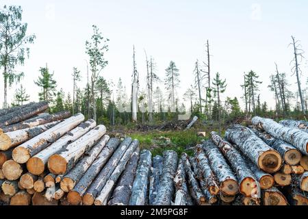 Ein Stapel Holzfäller vor einer Holzfällerstelle in der Nähe von Kuusamo, Nordfinnland Stockfoto
