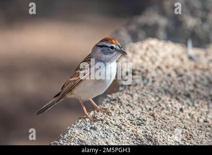 Ein kleiner Chipping Sparrow sitzt auf einem Felsen in einem Texas State Park. Stockfoto