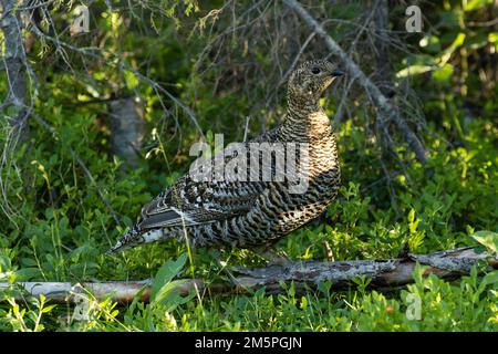 Eine vorsichtige weibliche schwarze Moorhühnerin inmitten einer üppigen grünen Umgebung in der Nähe von Kuusamo, Nordfinnland Stockfoto