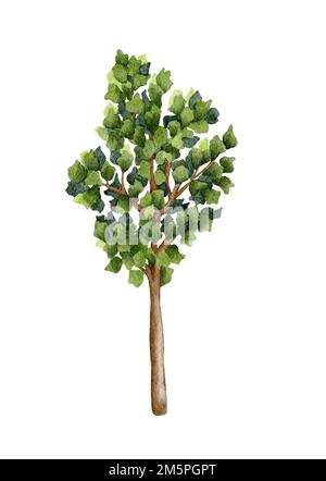 Aquarelle Darstellung des Waldbaums. Handgezeichneter Baum mit grünen Blättern Stockfoto