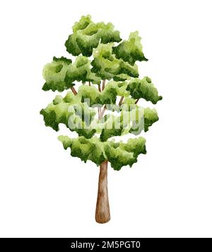 Aquarelle Darstellung des Waldbaums. Handgezeichneter Baum mit grünen Blättern Stockfoto