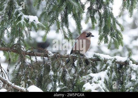 Nahaufnahme eines neugierigen und wachsamen eurasischen jay hoch oben in einem borealen Wald in Estland, Nordeuropa Stockfoto