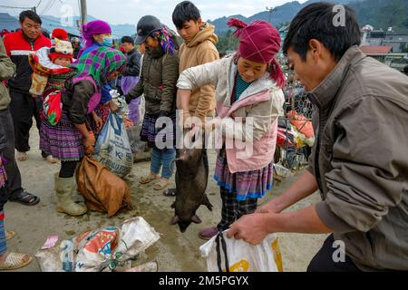 BAC Ha, Vietnam - 18. Dezember 2022: Eine Frau, die Schweine auf dem Bac Ha-Markt in Vietnam verkauft. Stockfoto