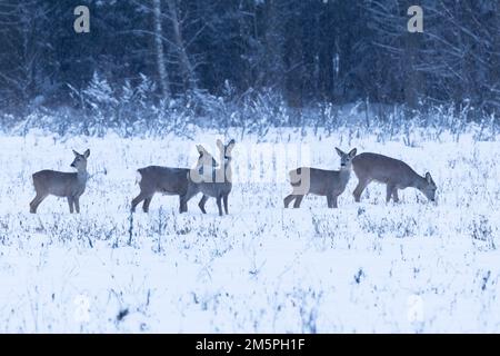 Eine Herde Rothirsche, die sich an einem Winterabend in Estland, Nordeuropa, auf einem verschneiten Feld ernährt Stockfoto