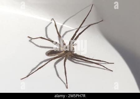 Weibliche Wickelspinne (Pisaura mirabilis). Familie Baumschule Netz Spinnen (Pisauridae). Auf einer weißen Oberfläche in der Sonne zur Schattenseite gehen. Stockfoto