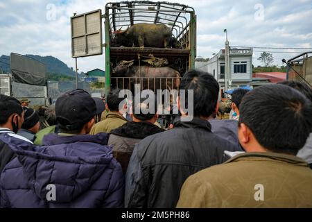 BAC Ha, Vietnam - 18. Dezember 2022: Männer, die Büffel auf dem Bac Ha-Markt in Vietnam verkaufen. Stockfoto