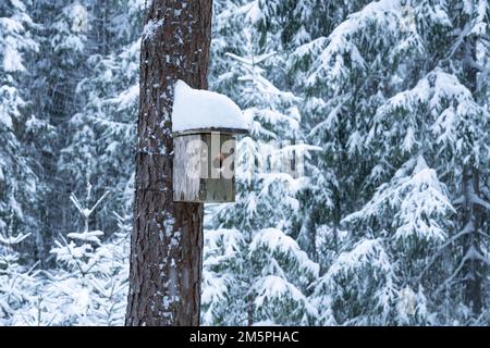 Ein hölzernes Nistkästchen auf einem Kiefernstumpf, bedeckt mit Schnee in einem Nadelwald in Estland, Nordeuropa Stockfoto