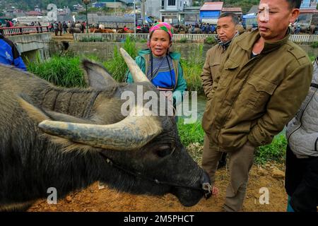 BAC Ha, Vietnam - 18. Dezember 2022: Eine Frau, die Büffel auf dem Bac Ha Markt in Vietnam verkauft. Stockfoto