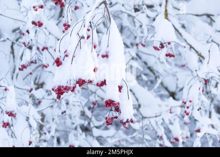 Reife rote Rosenbeeren von Guelder, die an einem Wintertag in Estland und Nordeuropa mit Schnee bedeckt sind Stockfoto
