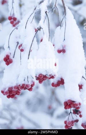 Reife rote Rosenbeeren von Guelder, die an einem Wintertag in Estland und Nordeuropa mit Schnee bedeckt sind Stockfoto