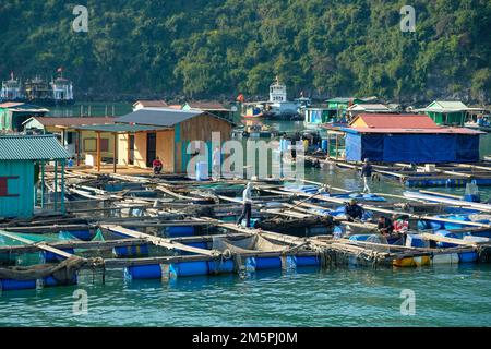 CAT Ba, Vietnam - 21. Dezember 2022: Schwimmendes Dorf in der Bucht von Lan Ha in Cat Ba, Vietnam. Stockfoto