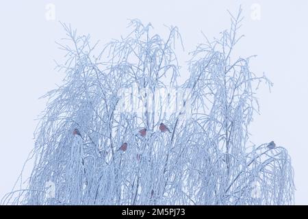 Eine Gruppe eurasischer Bullfinken, die an einem Wintertag in Estland, Nordeuropa, in einem frostigen Baum ruhten Stockfoto