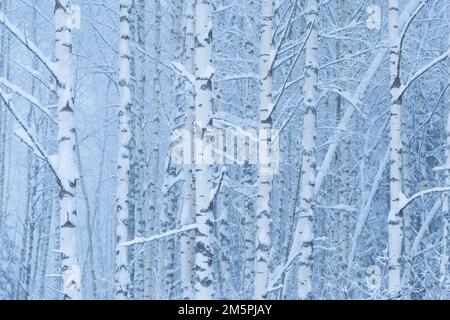 Silberne Birken bedeckt mit Schnee an einem nebligen Winterabend im ländlichen Estland, Nordeuropa Stockfoto