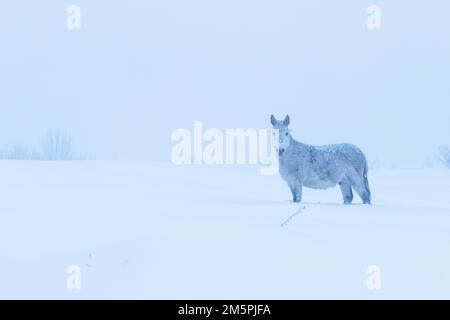 Ein einsames altes Pferd, das an einem nebligen Abend auf einem verschneiten Feld im ländlichen Estland, Nordeuropa stand Stockfoto