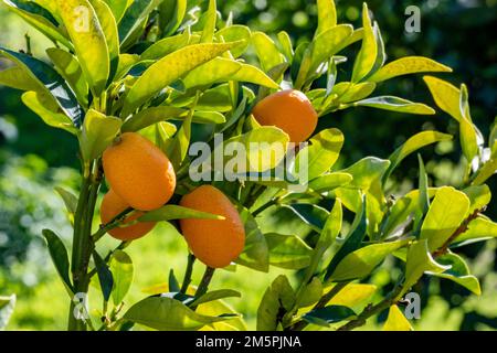 Ein Haufen frischer, reifer Kumquats auf einer Zitrusfarm. Nahaufnahme. Die Sonne reflektiert hell auf der Oberfläche von organischen Früchten. Natürlicher kulinarischer Hintergrund mit Kopierbereich Stockfoto