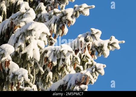 An einem kalten Wintertag in Estland, Nordeuropa, hängen Fichtenkegel auf einem verschneiten und frostigen Ast Stockfoto