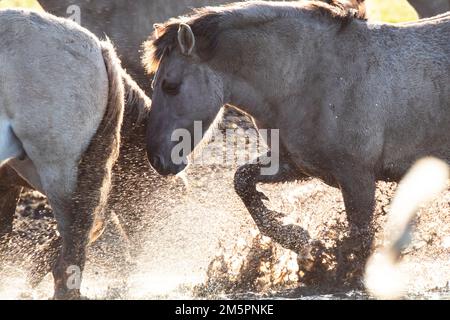 Konik Ponys bei Wicken Fen, Cambridgeshire, im Dezember 2022 Stockfoto