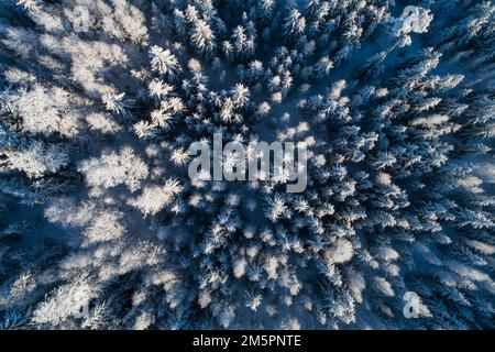 Ein Luftzug aus einem frostigen und verschneiten Borealwald an einem sonnigen Wintertag in Estland, Nordeuropa Stockfoto