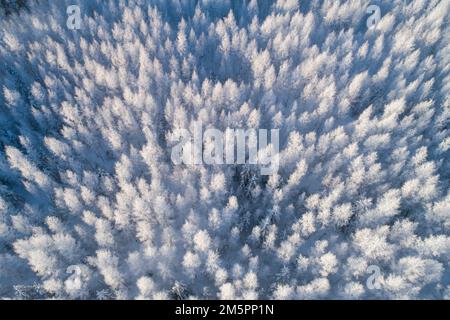 Luftaufnahme eines frostigen Silberbirkenwaldes an einem kalten Wintertag in Estland, Nordeuropa Stockfoto