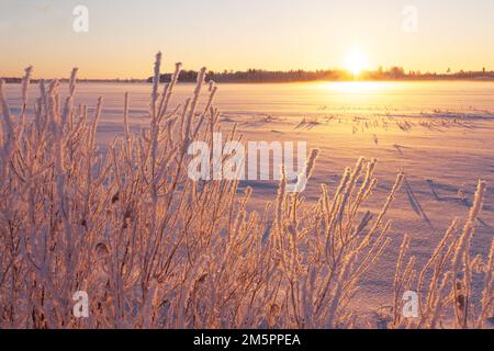 Frostiger Busch im Vordergrund während eines nebligen und kalten winterlichen Sonnenuntergangs im ländlichen Estland, Nordeuropa Stockfoto