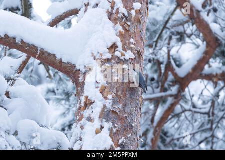 Ein kleiner eurasischer Nacktschwanz, der auf einer verschneiten Kiefer in einem borealen Wald in Estland, Nordeuropa, nach Nahrung sucht Stockfoto