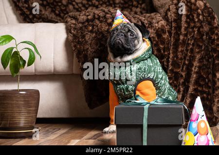 Ein kleiner Pug in weihnachtlicher Mütze und Kostüm sitzt neben dem Geschenk, das Haustier feiert seinen Geburtstag. Stockfoto