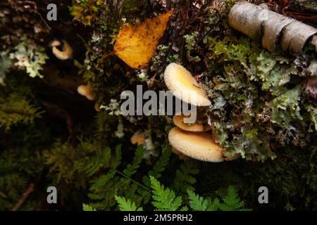 Ein Pilz namens "Mock Oyster", der auf einem gefallenen Baumstamm in einem herbstlichen borealen Wald in Estland, Nordeuropa wächst Stockfoto