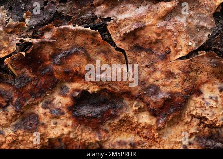 Nahaufnahme eines bräunlichen Polyporen Phellinus ferrugineofuscus, der auf einem verfallenden Kiefernstumpf in einem Keystone-Lebensraum in Estland, Nordeuropa wächst Stockfoto