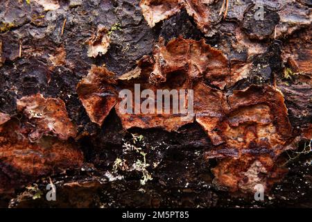 Nahaufnahme eines bräunlichen Polyporen Phellinus ferrugineofuscus, der auf einem verfallenden Kiefernstumpf in einem Keystone-Lebensraum in Estland, Nordeuropa wächst Stockfoto