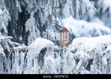 An einem kalten Wintertag in Estland, Nordeuropa, hockte ein wachsamer eurasischer jay auf einem verschneiten und frostigen Zweig der Spruce Stockfoto