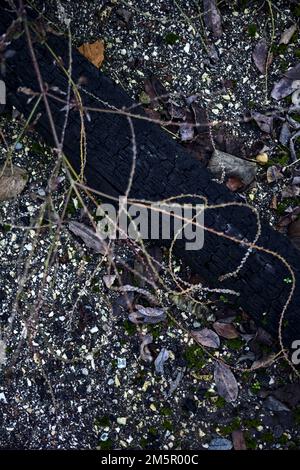 Verbrannte Strümpfe auf dem Boden, aus der Nähe gesehen Stockfoto