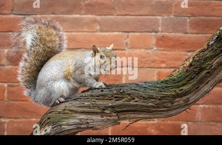 Graues Eichhörnchen auf dem Baum im Valentino Park, Turin (Turin), Piemont-Region Norditalien, Europa Stockfoto