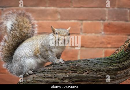 Graues Eichhörnchen auf dem Baum im Valentino Park, Turin (Turin), Piemont-Region Norditalien, Europa Stockfoto