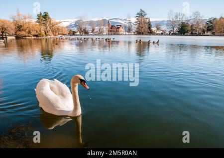 Stummer Schwan, Cygnus olor, Puigcerdà See, Puigcerdà. Katalonien, Spanien Stockfoto