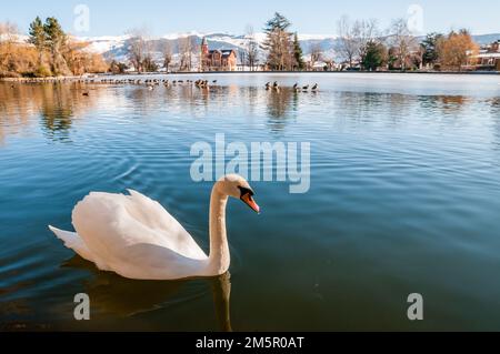 Stummer Schwan, Cygnus olor, Puigcerdà See, Puigcerdà. Katalonien, Spanien Stockfoto